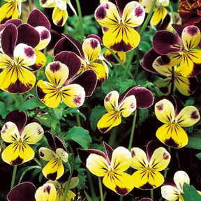 Viola cornuta helen mount - Violette cornue Helen Mount - Pensée - Graines de fleurs