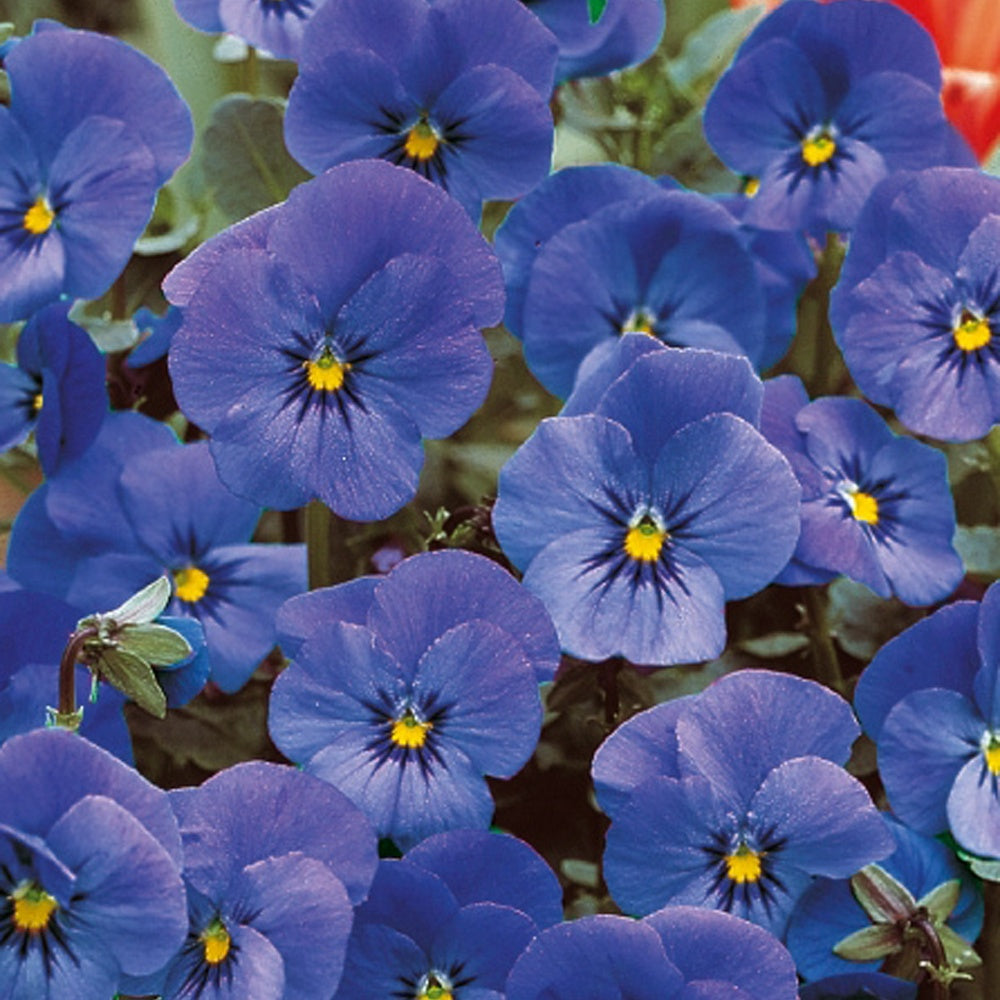 Violette cornue Admiration - Pensée - Willemse