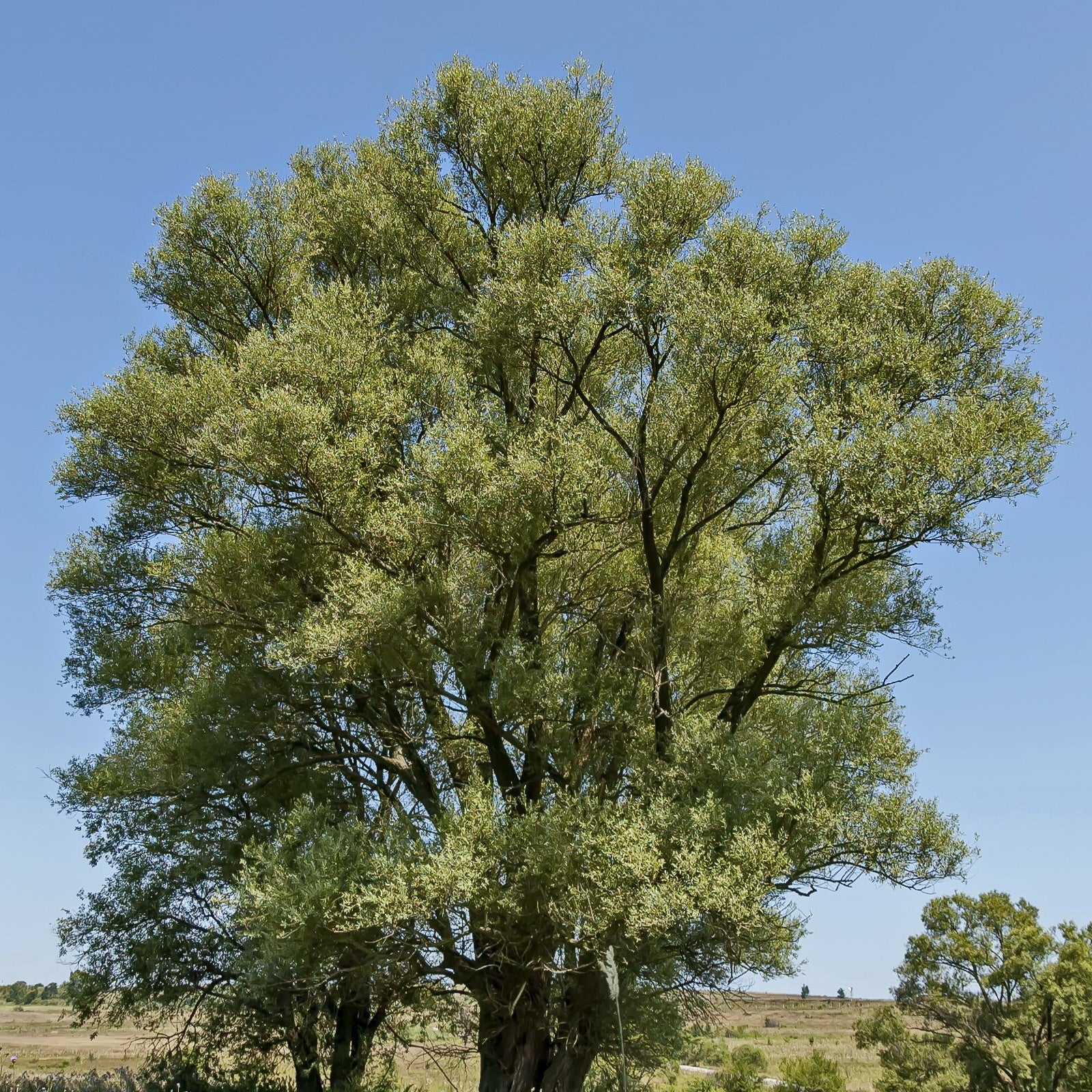 Salix alba - Saule blanc - Saule