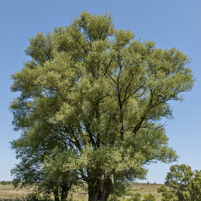 Salix alba - Saule blanc - Saule