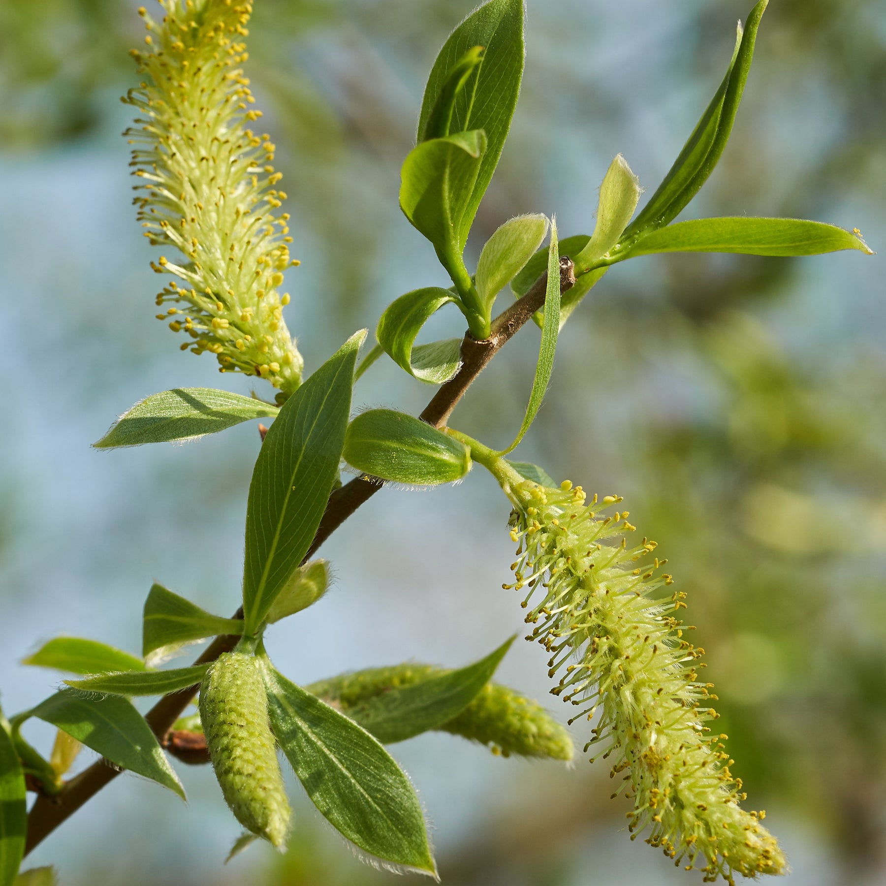Saule - Saule blanc - Salix alba