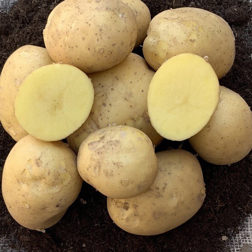 25 Pommes de terre Etincelle - Willemse