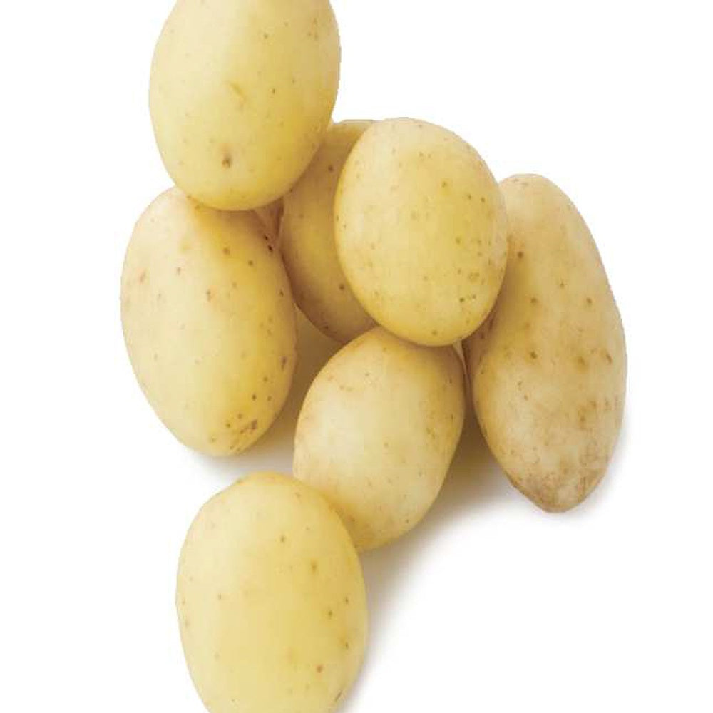 25 Pommes de terre Penni Bio - Willemse
