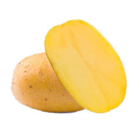 25 Pommes de terre Goldmarie Bio - Willemse