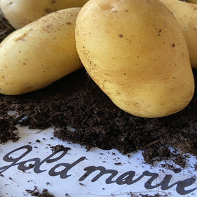 25 Pommes de terre Goldmarie Bio - Solanum tuberosum goldmarie - Willemse