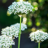 10 Alliums Nigrum - Willemse