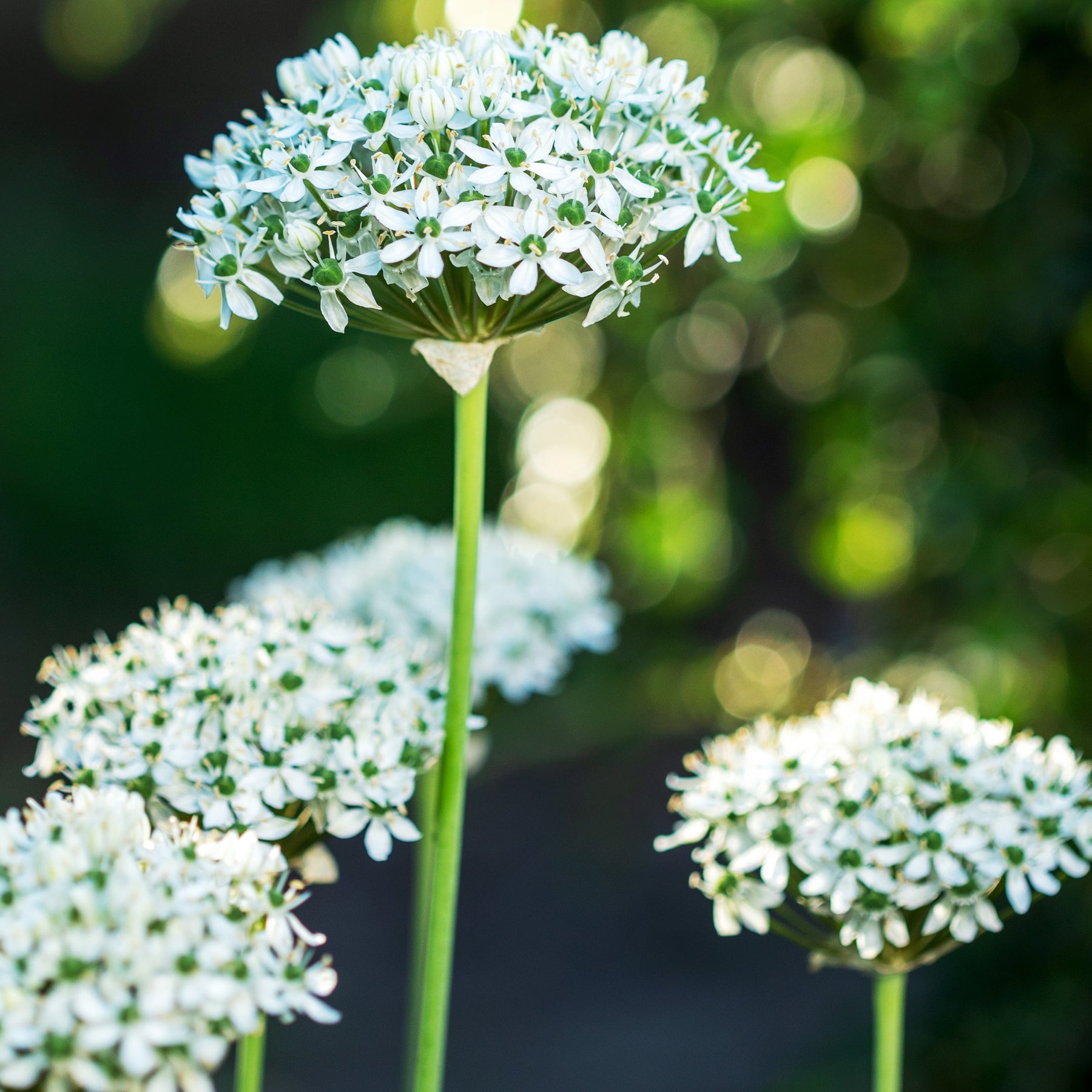 10 Alliums Nigrum - Willemse
