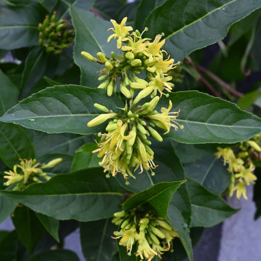 2 Diervillas sessilifolia Butterfly - Willemse
