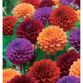 4 Dahlias pompons en mélange - Willemse
