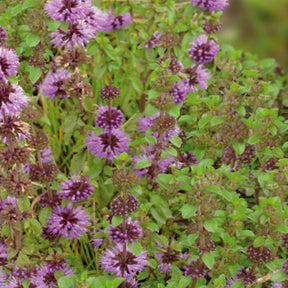 Mentha pulegium - Menthe pouliot - Graines d'aromatiques