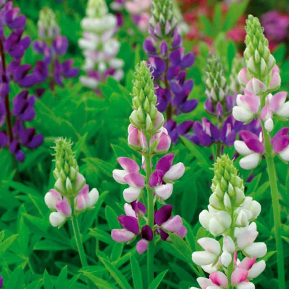 Lupin annuel d'Hartweg en mélange - Willemse