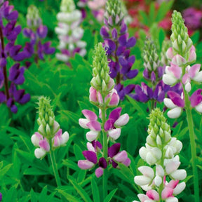 Lupin annuel d'Hartweg en mélange - Willemse