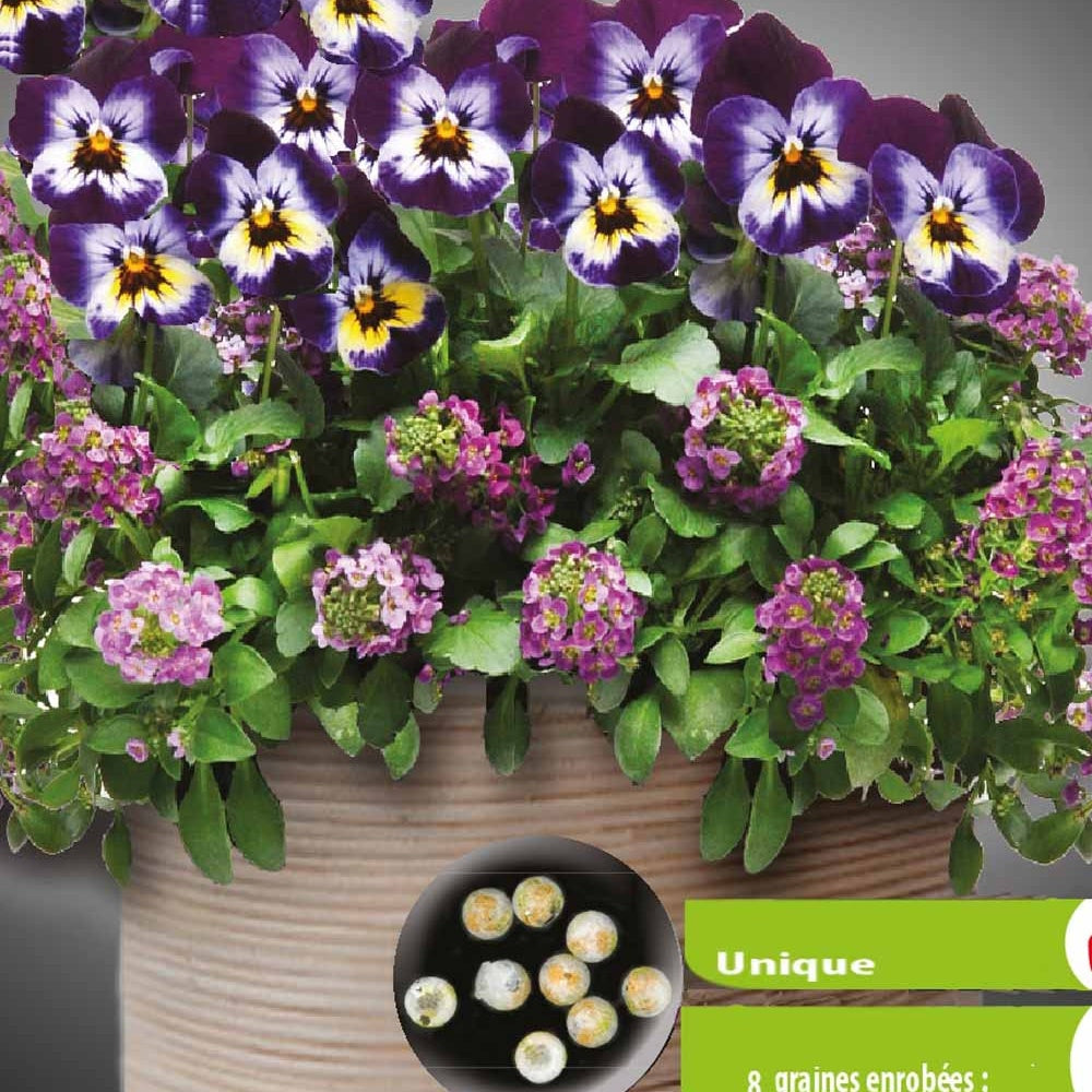 Pensées et Lobularia Wine Cooler en mélange - Willemse