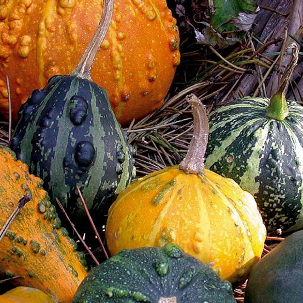 Coloquintes à petits fruits en mélange - Willemse