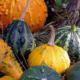 Coloquintes à petits fruits en mélange - Willemse