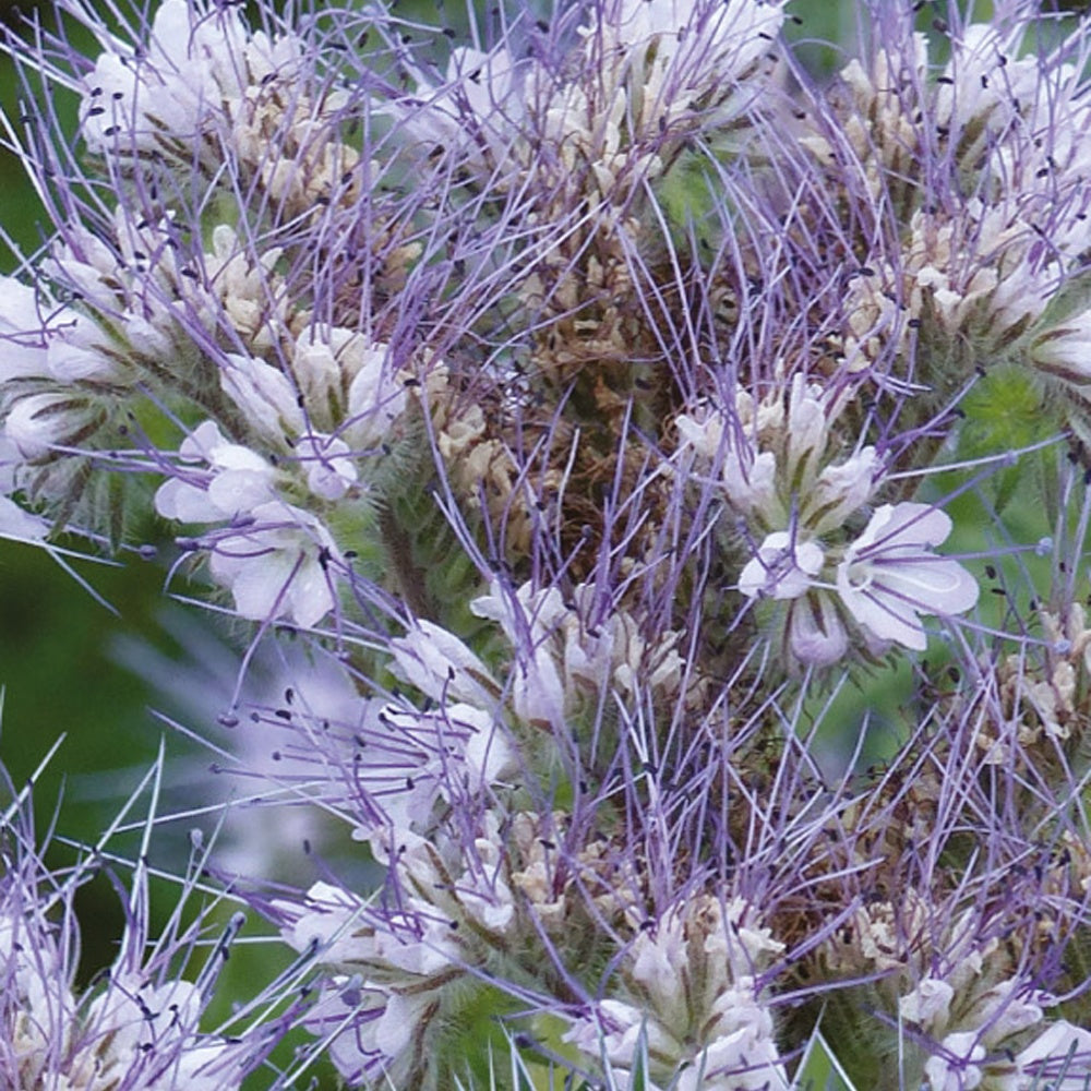 Vente Phacélie Bio - Phacelia tanacetifolia