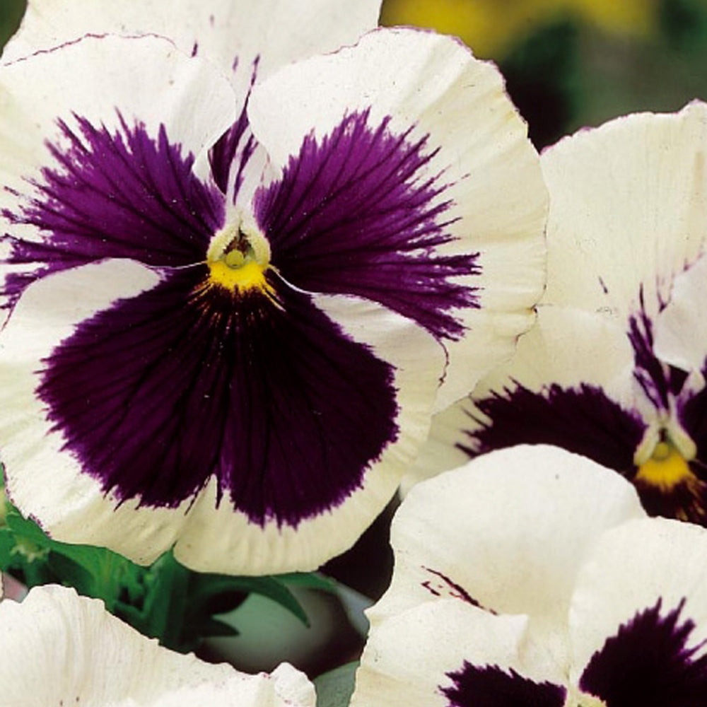 Violette - Pensée - Pensée géante de Suisse Silverbride - Viola x wittrockiana silverbride