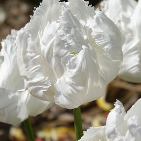 7 Tulipes perroquet White Parrot - Tulipa 'white parrot' - Willemse