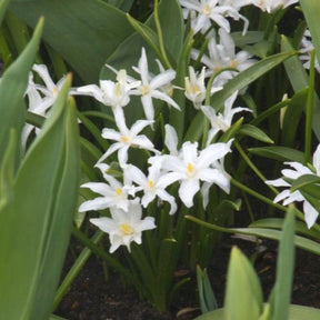 20 Gloires des neiges Luciliae Alba - Chionodoxa Luciliae Alba - Willemse