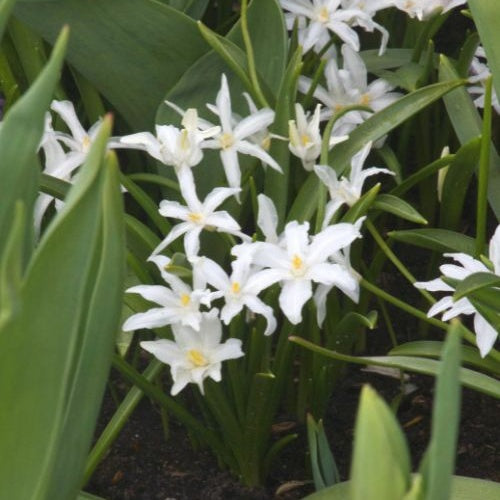 20 Gloires des neiges Luciliae Alba - Chionodoxa Luciliae Alba - Willemse