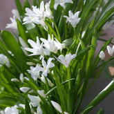 20 Gloires des neiges Luciliae Alba - Willemse