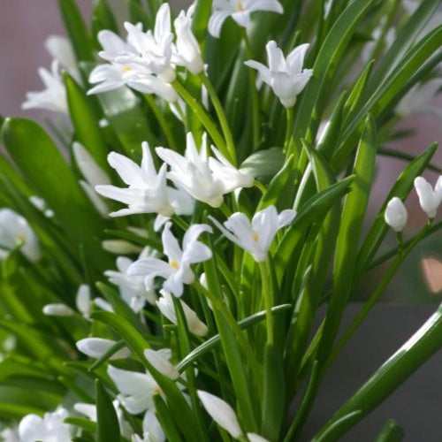 20 Gloires des neiges Luciliae Alba - Willemse