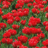 7 Tulipes doubles rouges Abba - Willemse
