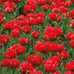 7 Tulipes doubles rouges Abba - Willemse
