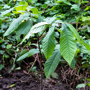 Asiminier Triloba EXTRA - Willemse