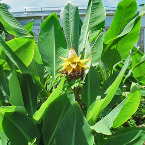 Vente Bananier nain chinois 'Lotus d'or'