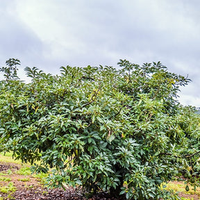 Avocatier greffé - Avocatier 'Hass' - Persea americana variété hass