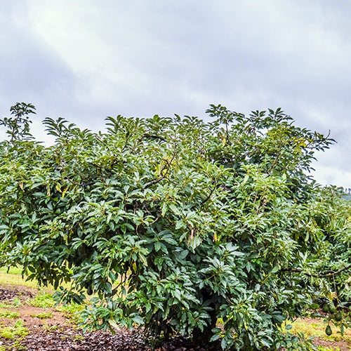 Avocatier greffé - Avocatier 'Hass' - Persea americana variété hass