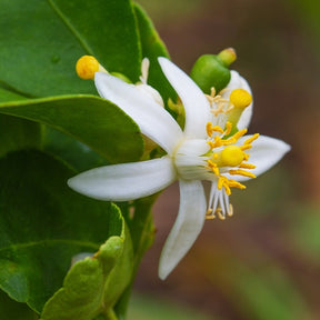 Citrus hystrix - Combava - Citronnier