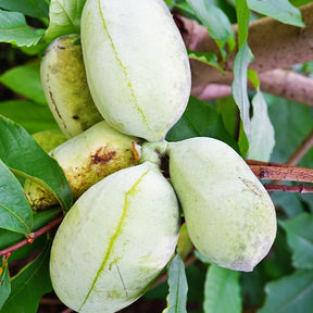 Arbres fruitiers exotiques - Asiminier Triloba - Asimina Triloba Prima