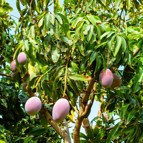 Mangifera indica osteen - Manguier 'Osteen' - Arbre manguier