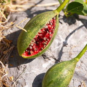 Câprier épineux - Capparis spinosa - Willemse
