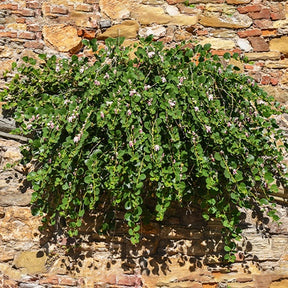 Capparis spinosa - Câprier épineux - Arbustes