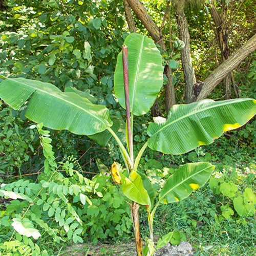 Bananier jardin - Bananier du Sikkim - Musa sikkimensis