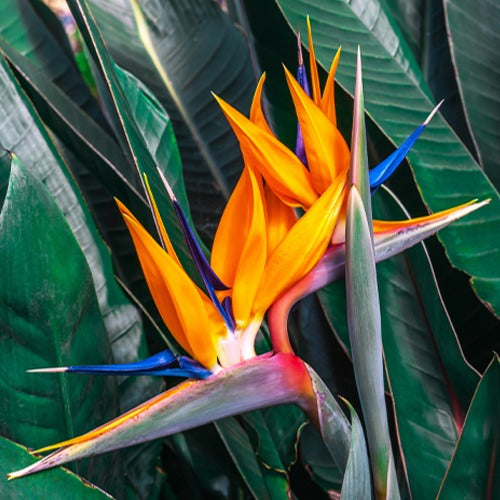 Balcon et terrasse - Oiseau du paradis Strelitzia - Strelitzia reginae