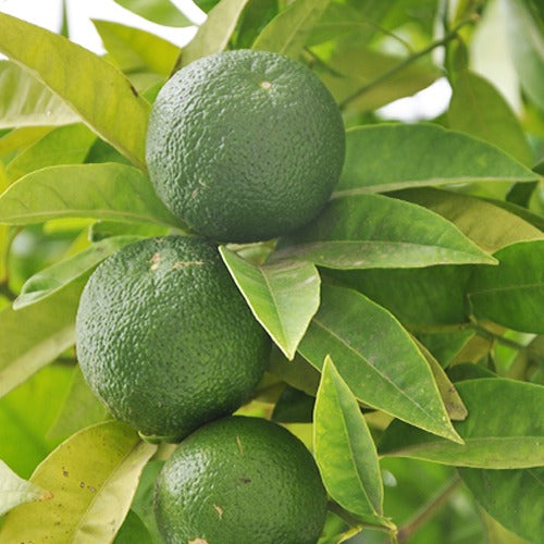 Citrus aurantifolia - Limettier - Citronnier