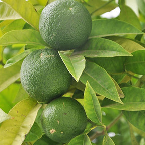 Citrus aurantifolia - Citron vert - Citronnier