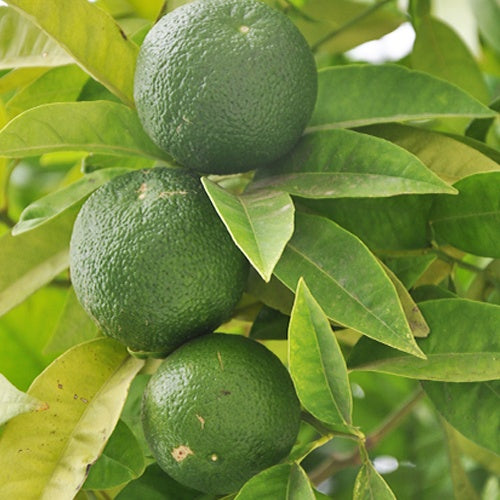 Citrus aurantifolia - Citron vert - Citronnier