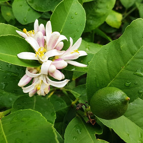 Vente Citron vert - Citrus aurantifolia