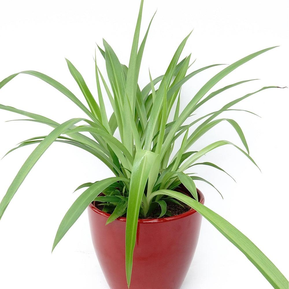 Chlorophytum Lemon - Willemse