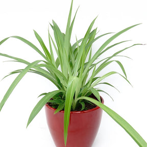 Chlorophytum Lemon - Willemse