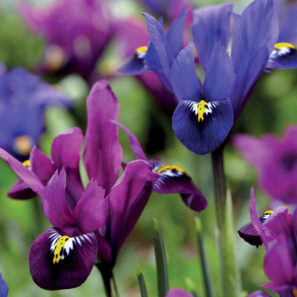 30 Iris nains en mélange - Willemse