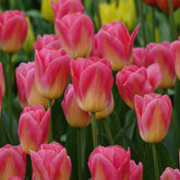 7 Tulipes Triomphe Tom Pouce - Willemse