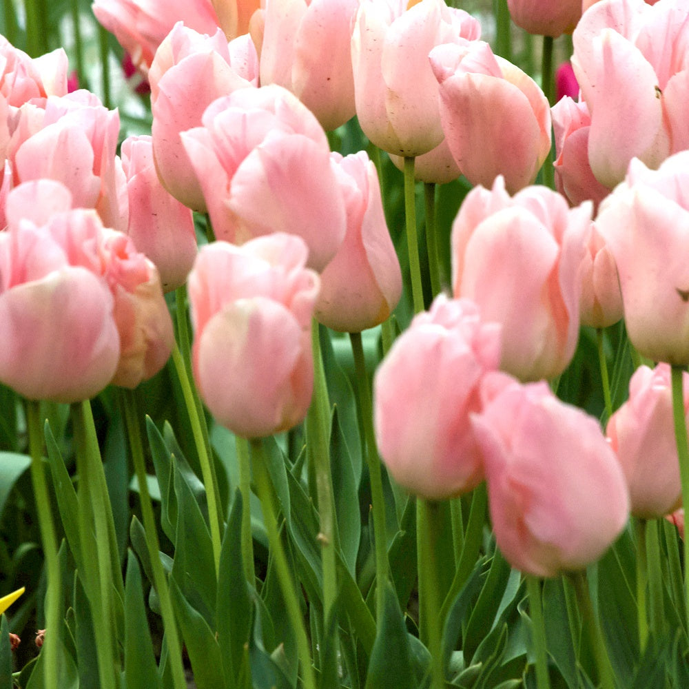 7 Tulipes Triomphe Apricot Beauty - Willemse