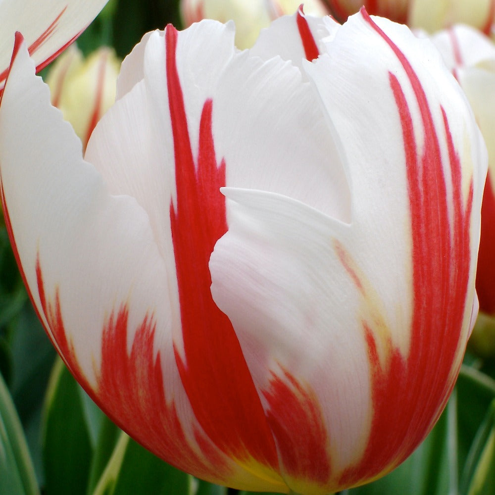 Tulipa 'carnaval de rio' - 10 Tulipes Triomphe Carnaval de Rio - Tulipe