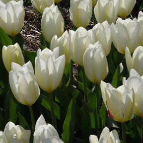 Vente 10 Tulipes Fosteriana Purissima - Tulipa purissima